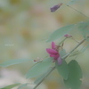  Lespedeza bicolor