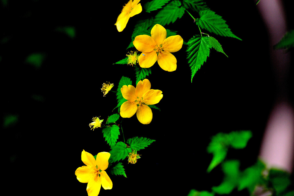 花弁有無