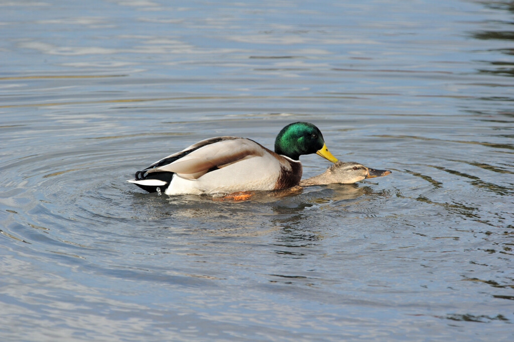 Anas platyrhynchos
