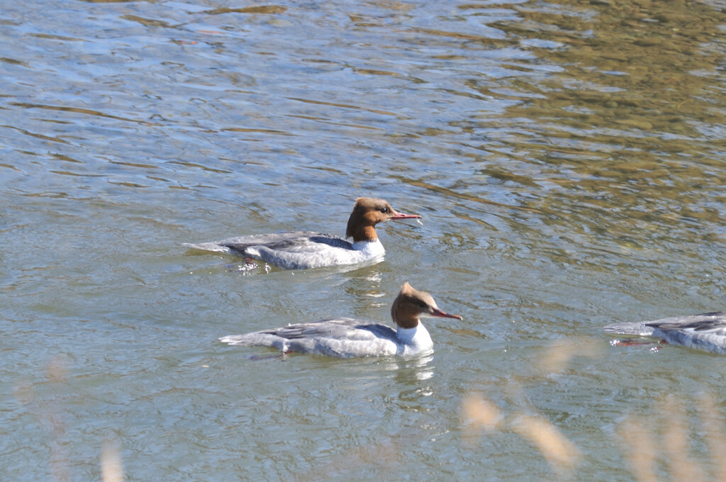 Mergus merganser