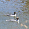Mergus merganser