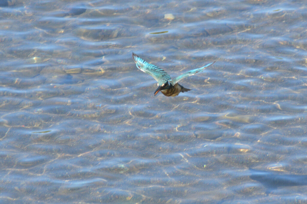 Alcedo atthis