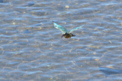 Alcedo atthis