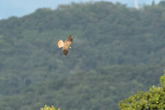 Falco tinnunculus
