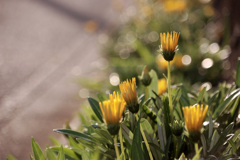 Gazania