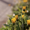 Gazania