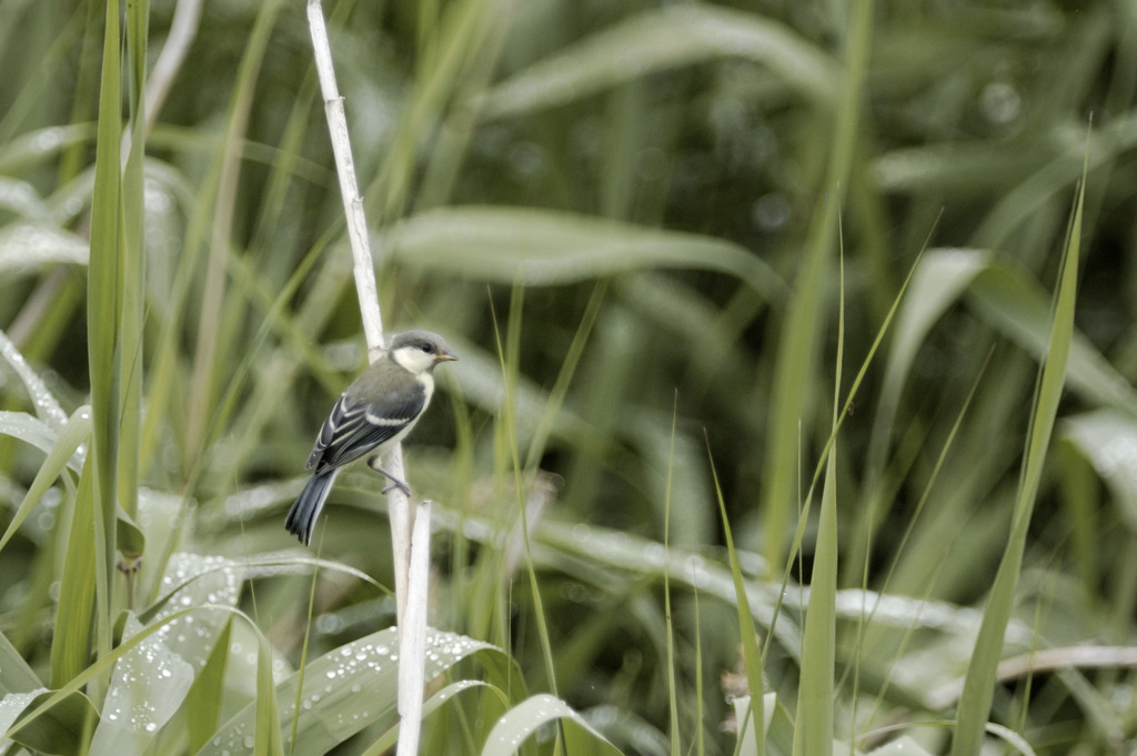 Parus cinereus