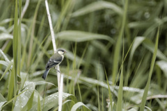 Parus cinereus