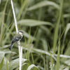 Parus cinereus