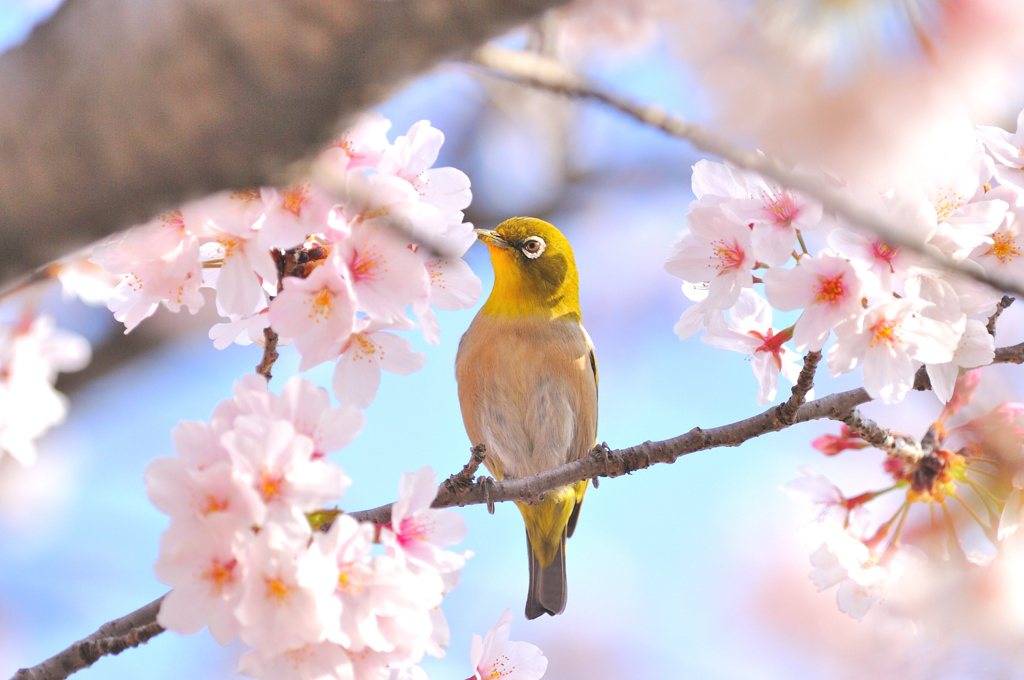 お顔が花粉まみれ