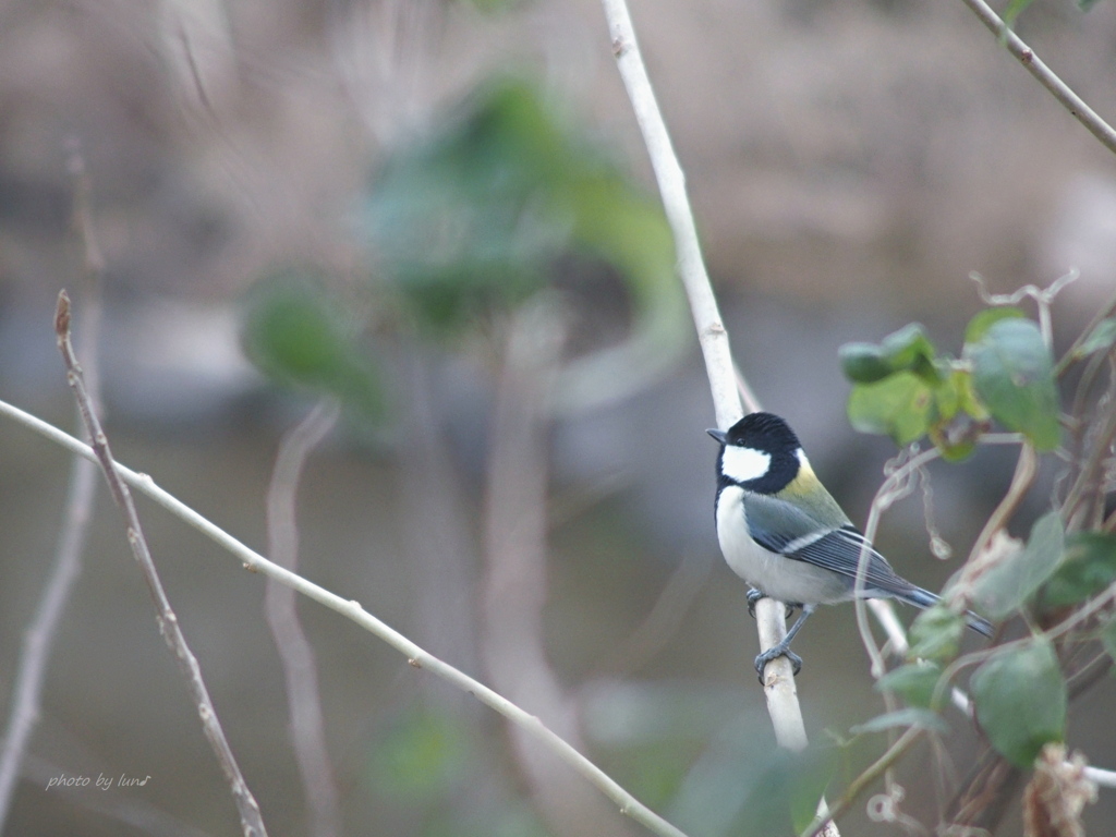 Parus minor