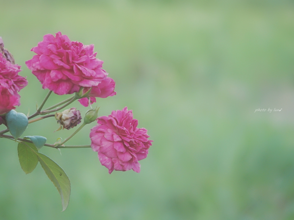 Rosa damascena