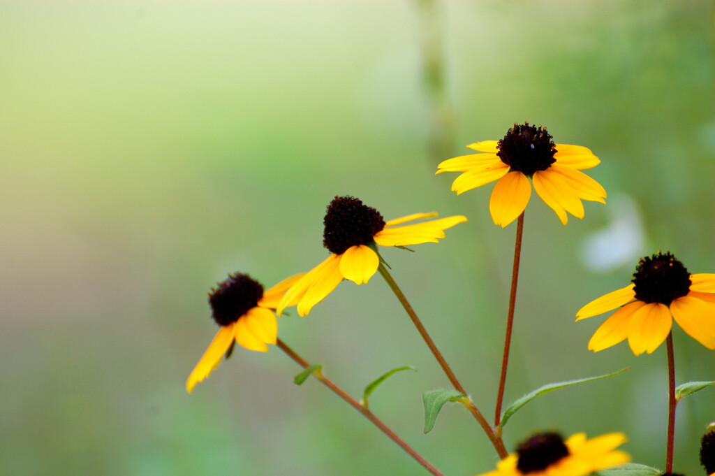 Rudbeckia