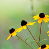Rudbeckia