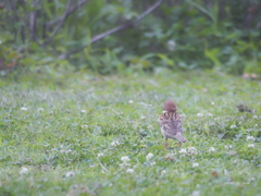 すずめのせなか