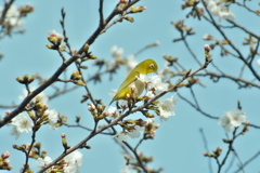 Zosterops japonicus