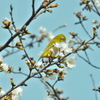 Zosterops japonicus