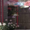 梅雨の後半戦
