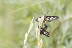 Amata fortunei