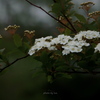 Spiraea cantoniensis