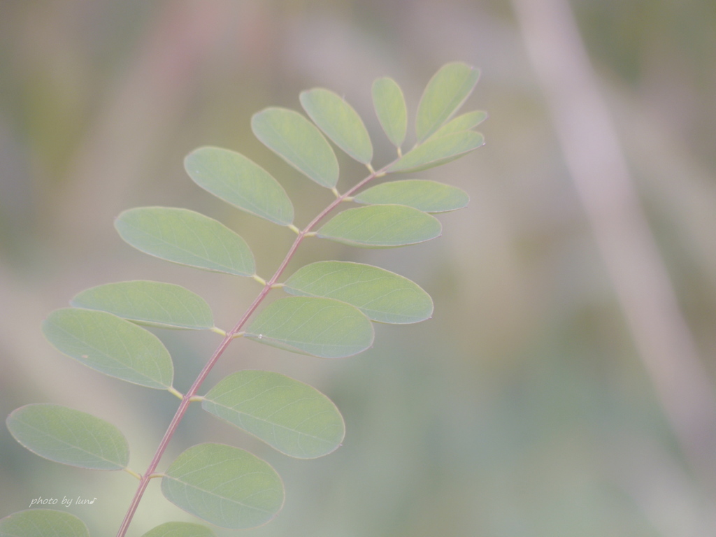 Robinia pseudoacacia