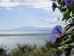 朝顔と海