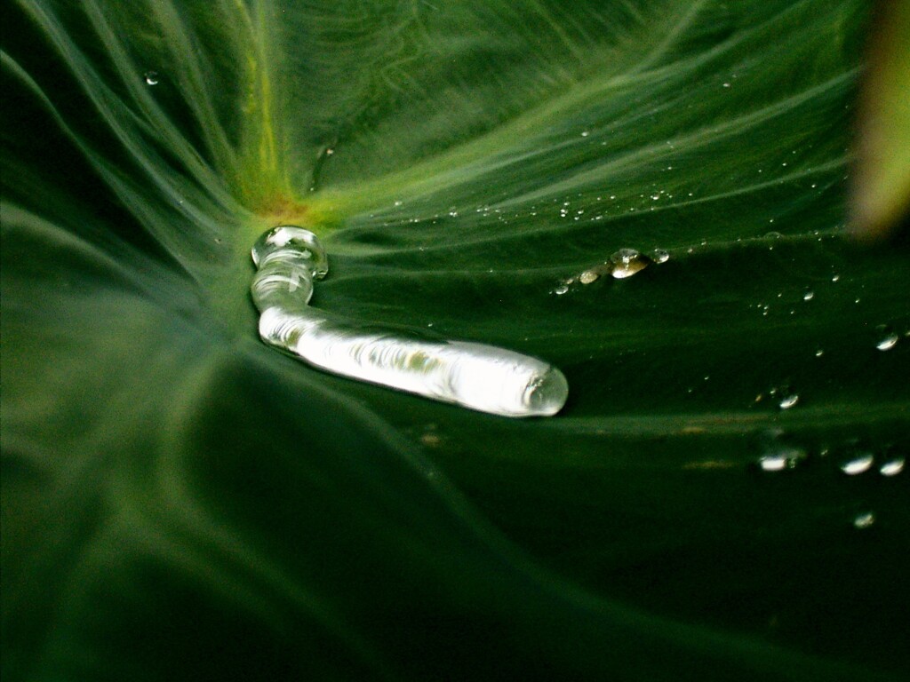 雨粒列車