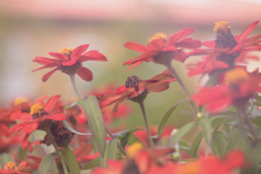 Cosmos atrosanguineus