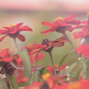 Cosmos atrosanguineus