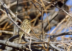 Anthus hodgsoni