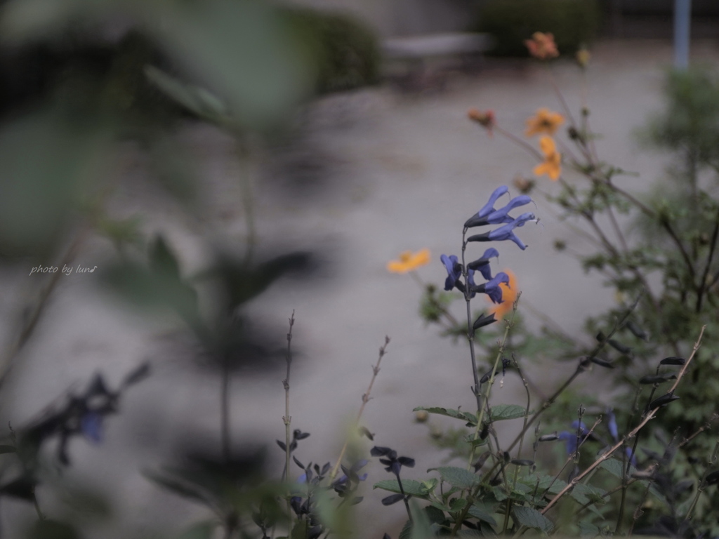 Anise-scented sage