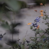 Anise-scented sage