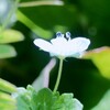 煌めき