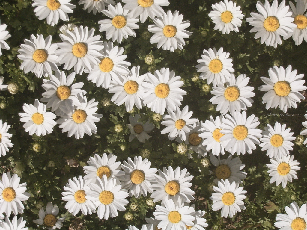 Leucanthemum paludosum