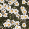 Leucanthemum paludosum