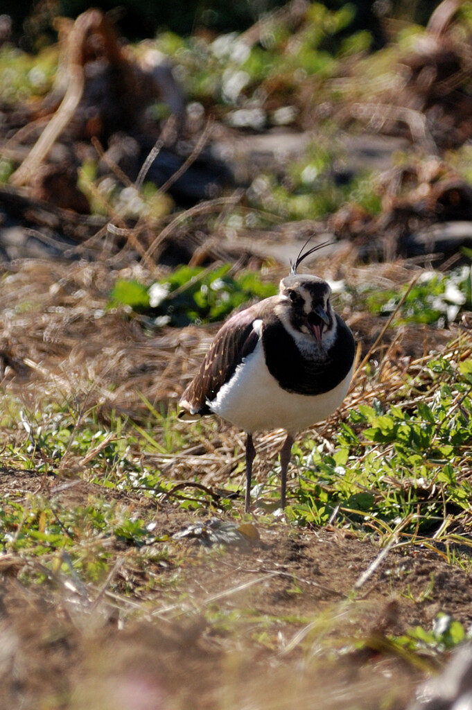 Vanellus vanellus