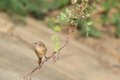 Phoenicurus auroreus