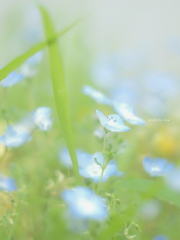 X Nemophila