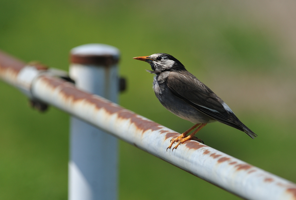 Sturnus cineraceus