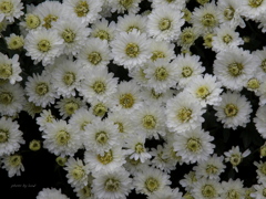 Chrysanthemum morifolium