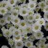 Chrysanthemum morifolium