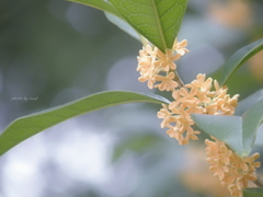 Osmanthus fragrans var. aurantiacus