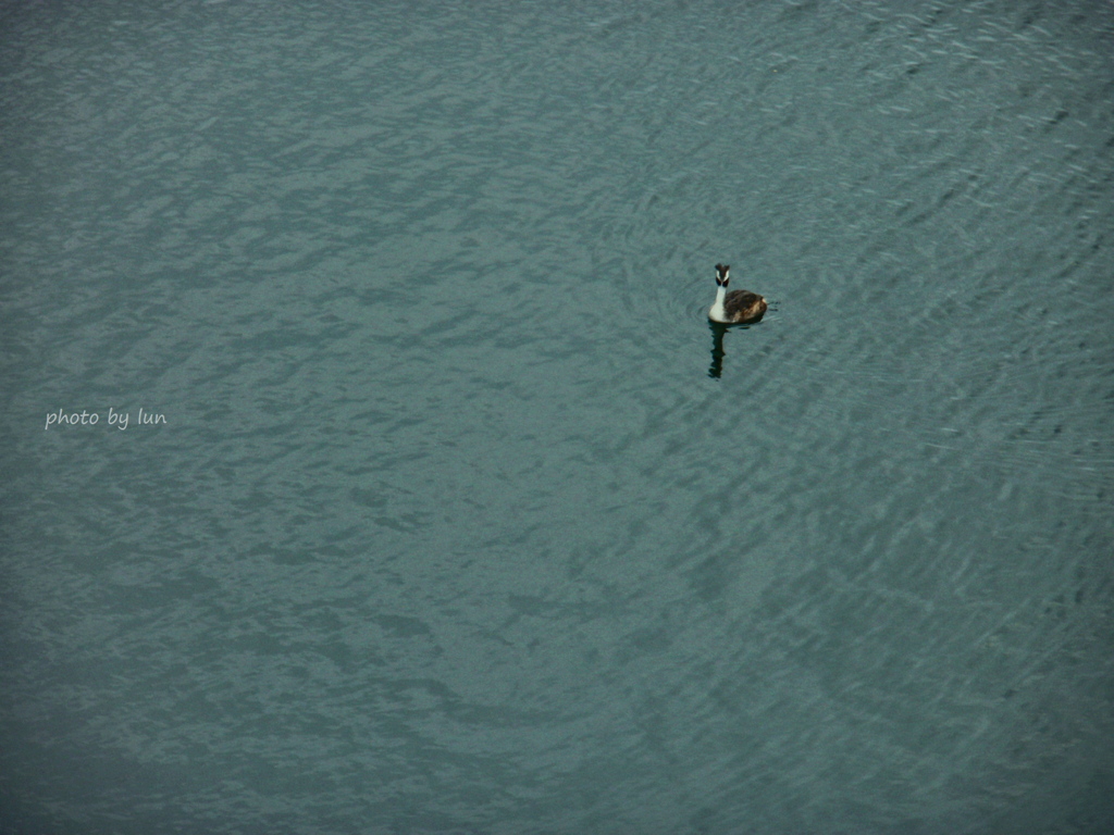 Podiceps cristatus