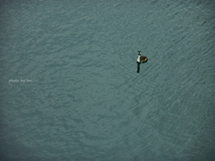 Podiceps cristatus