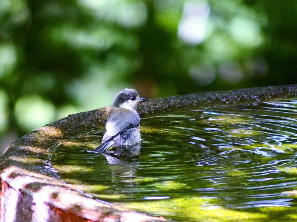 シジュウカラの幼鳥