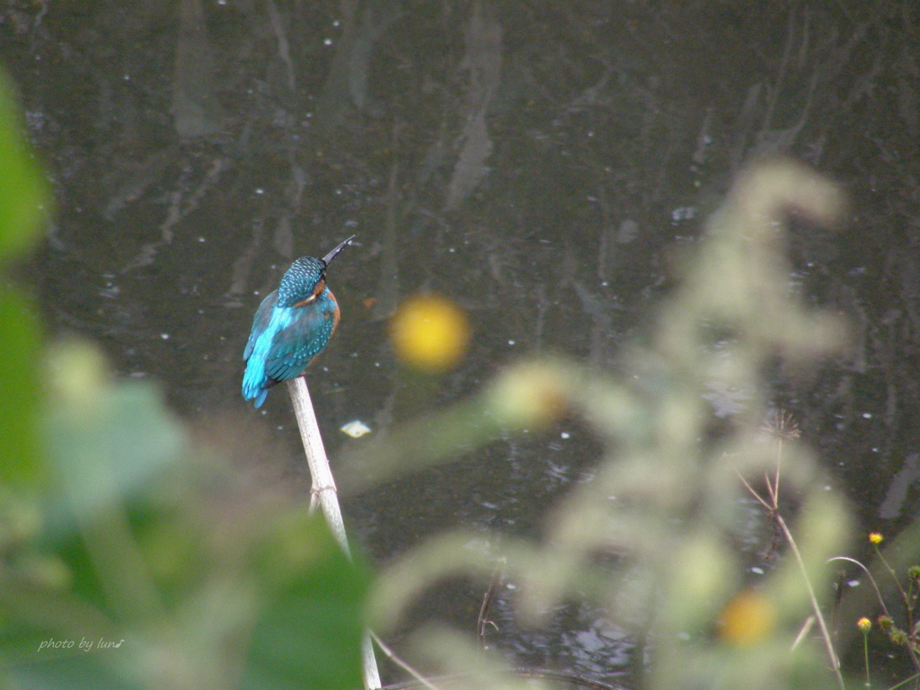 Alcedo atthis