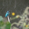 Alcedo atthis