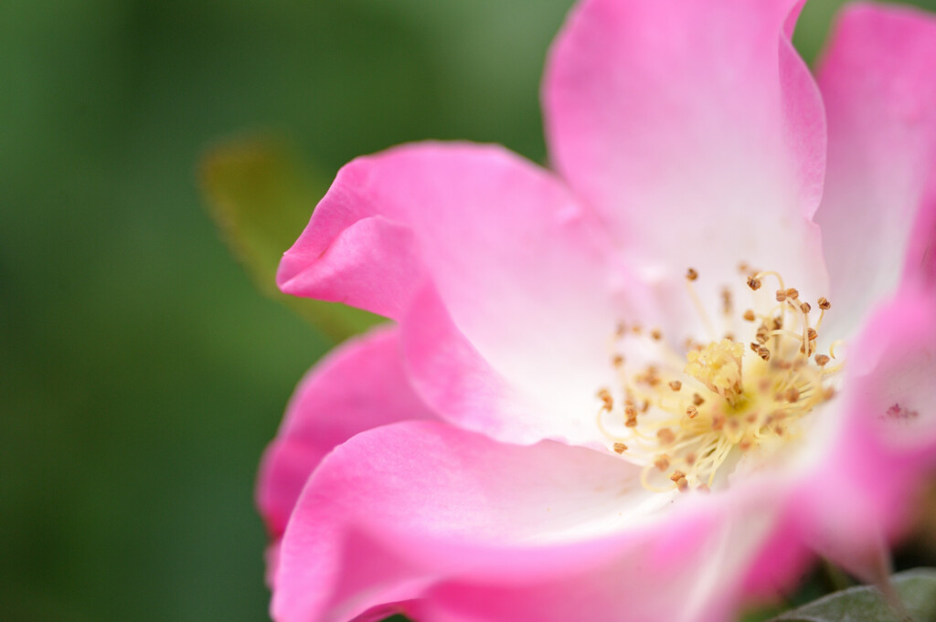Rosa canina