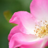 Rosa canina