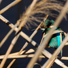 Alcedo atthis
